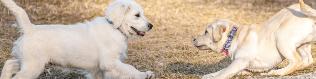 A White and Brown Color Fur Dog Looking at Each Other One