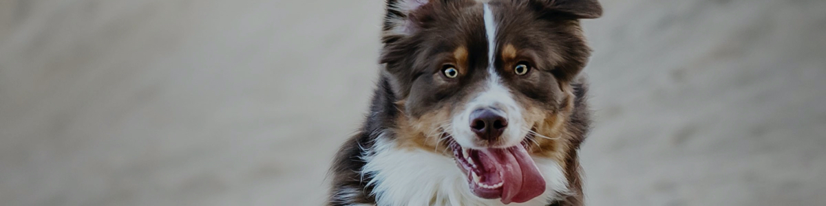 A Brown and White Color Fur Dog With Tongue Out