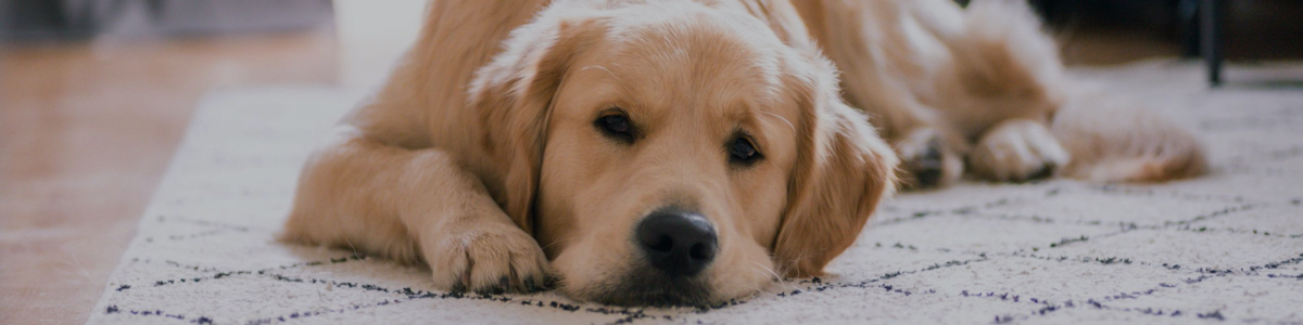 A Brown Color Fur Dog Face Close Up