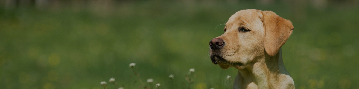 A Brown Dog in a Grassy Field Banner