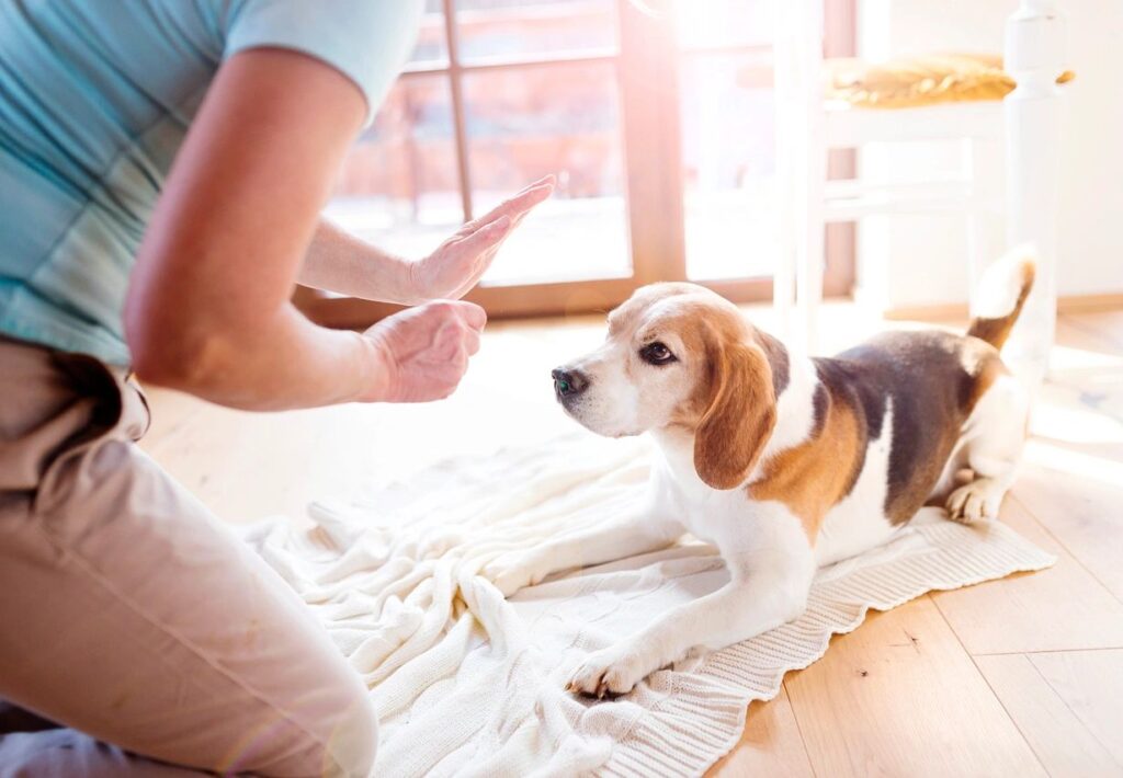 Positive Dog Training for better communication