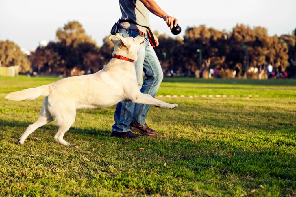 Dog Training to improve your relationship with your dog 