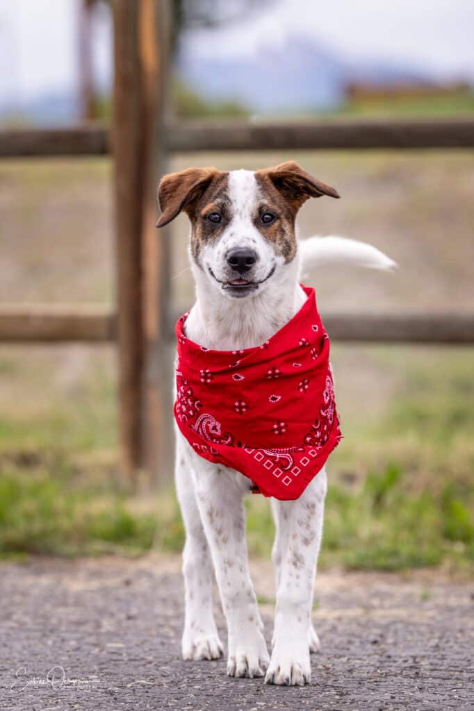 Dog Trainer in Cody Wyoming