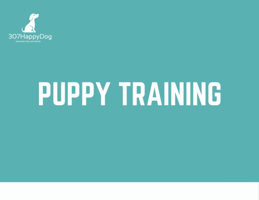Puppy Training in Cody
