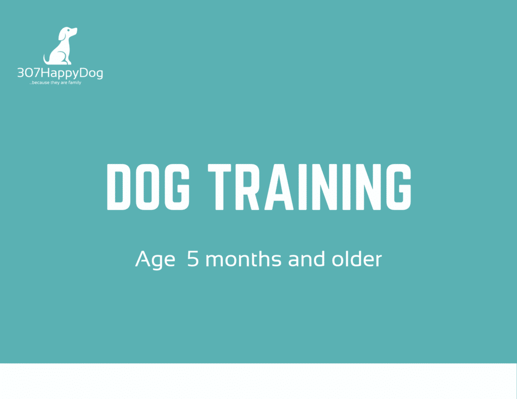 Dog Training in Cody