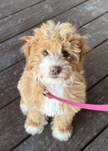 Puppy client