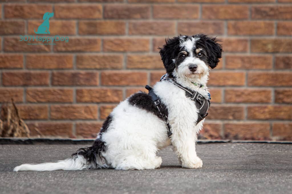 Puppy School