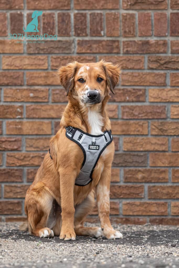 Puppy Class Graduation Photo